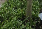 Legerwoodplant-nursery-23.jpg; ?>