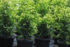 Legerwoodplant-nursery-24.jpg; ?>
