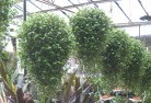 Legerwoodplants-62.jpg; ?>